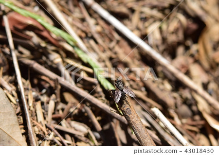 Centipede fly? 43018430