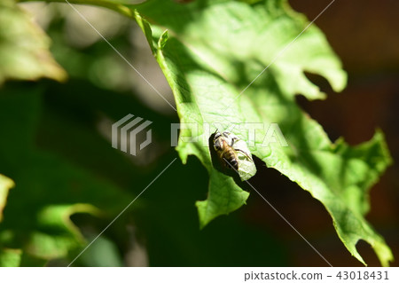 削減葉子的熊的研究員 削減葉子的熊的研究員 43018431