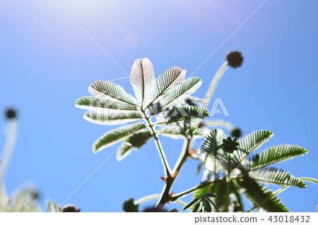 nymenoki的一棵小樹?葉光 nymenoki的一棵小樹?葉光 43018432