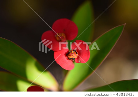 螞蟻聚集的紅色花朵 螞蟻聚集的紅色花朵 43018433