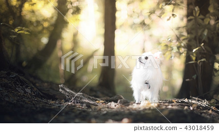 奇瓦瓦狗在森林裡5 43018459