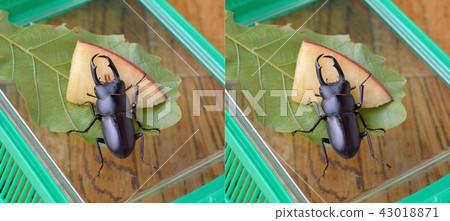 Kokuwagata吃蘋果 43018871