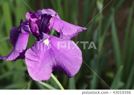 Iris Iris 43019398