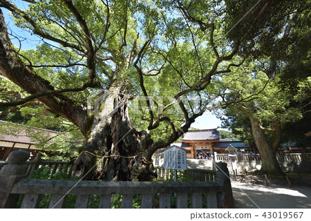 Oshima Island Omusami Shrine Ogusu 2600 years old age 43019567
