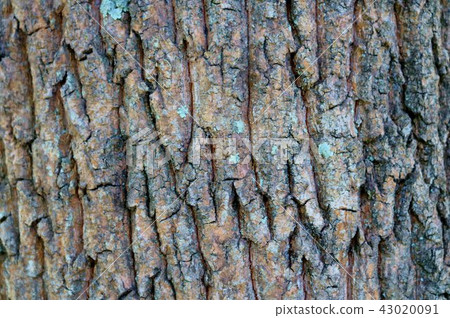 樹皮圖案 43020091