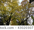 Autumn street tree 43020307