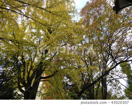 Autumn street tree Autumn street tree 43020307