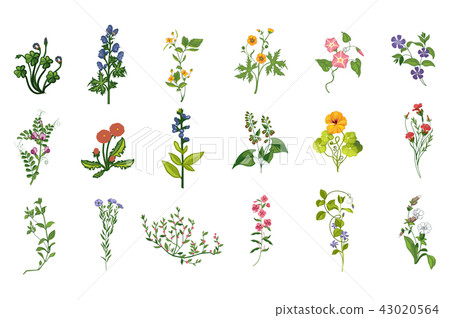 Wild Flowers Hand Drawn Set Of Detailed Illustrations Wild Flowers Hand Drawn Set Of Detailed Illustrations 43020564