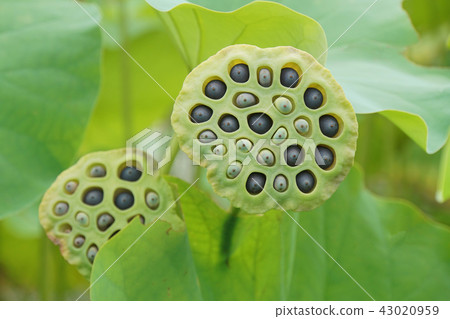 Lotus field 43020959