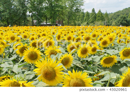 Sunflower field 43020961