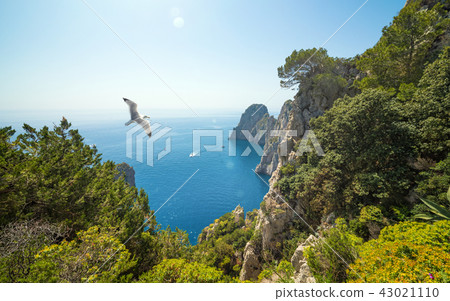 Faraglioni rocks, Capri island, Italy 43021110