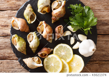 Fresh raw shellfish whelk, sea snails bulot Fresh raw shellfish whelk, sea snails bulot 43021374
