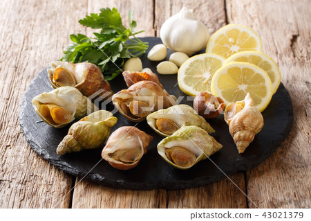 whelk, food, shell 43021379