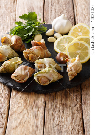 Fresh raw shellfish whelk, sea snails bulot 43021383