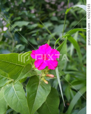 Oshkei花 Oshkei花 43021585