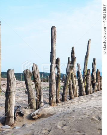 Beach timber Beach timber 43021687