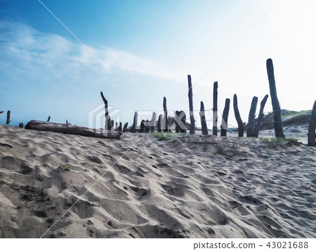 Beach timber Beach timber 43021688