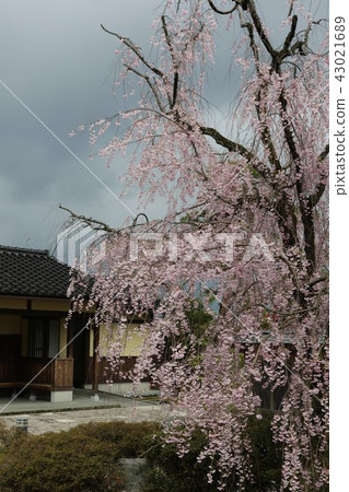 Cherry Blossoms Cherry Blossoms 43021689
