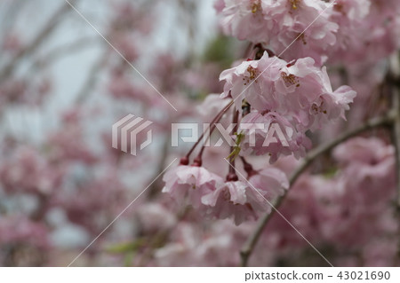 Cherry Blossoms Cherry Blossoms 43021690