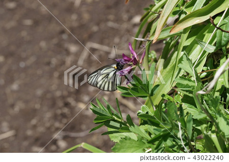 Miyama white sweet potatoes sucking nectar of horsetail 43022240