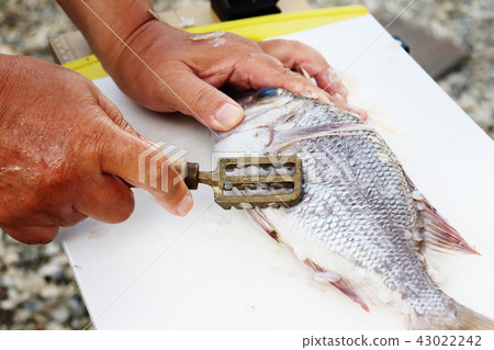 魚鱗照片被採取的圖像材料 43022242