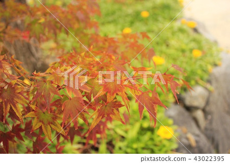 Contrast of red and green Contrast of red and green 43022395