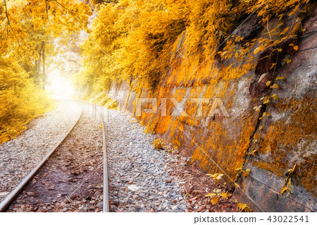 Railway track shining in golden forest 43022541