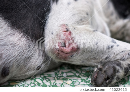 Close-up skin dog scabies disease Close-up skin dog scabies disease 43022613