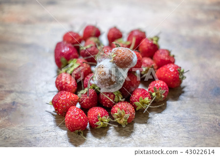 Strawberry are fungus on ripe pile strawberry 43022614