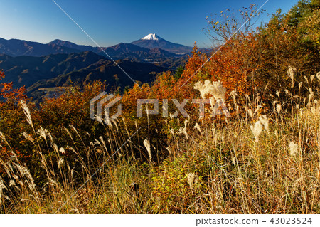 從早晨的Morihanzan山頂看到的富士山 43023524