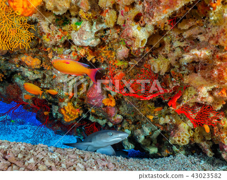 白鰭礁鯊 43023582