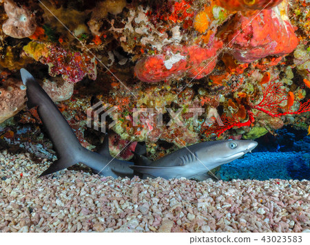 白鰭礁鯊 43023583