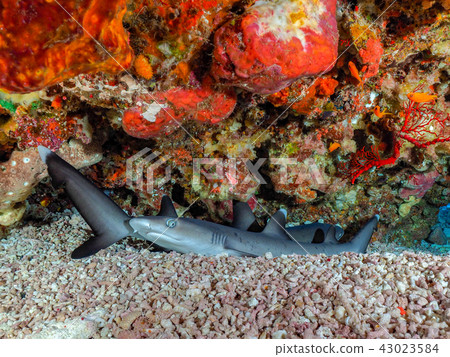 白鰭礁鯊 43023584