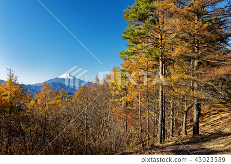 黃山落葉松山和富士山 43023589