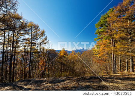 黃山落葉松山和富士山 43023595