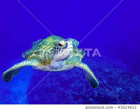 海龜 43023622
