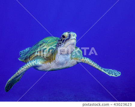 Sea turtle 43023623