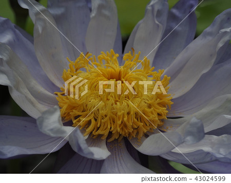 蓮花 43024599