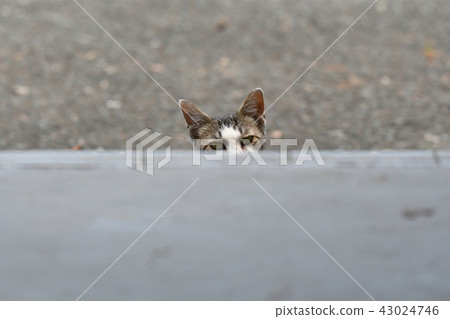 Cat / stray cat 43024746