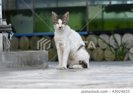 Cat / stray cat 43024835