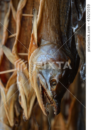 Niigata prefecture · Murakami walking: salted salted salmon 43025039