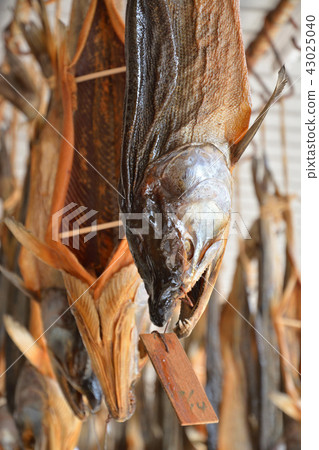 Niigata prefecture · Murakami walking: salted salted salmon 43025040