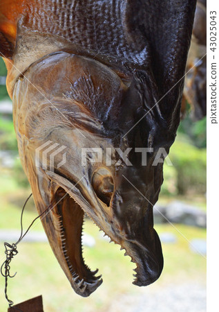 Niigata prefecture · Murakami walking: salted salted salmon 43025043