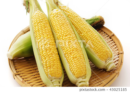 Corn 43025185