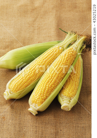 玉米 43025219