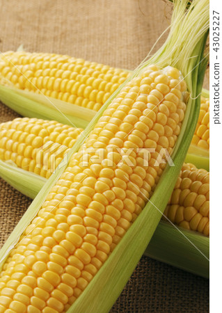 玉米 玉米 43025227