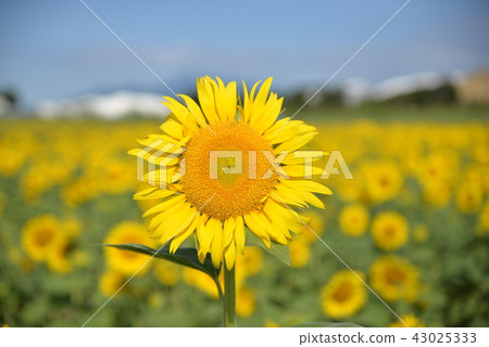 Blue sky and sunflower 43025333