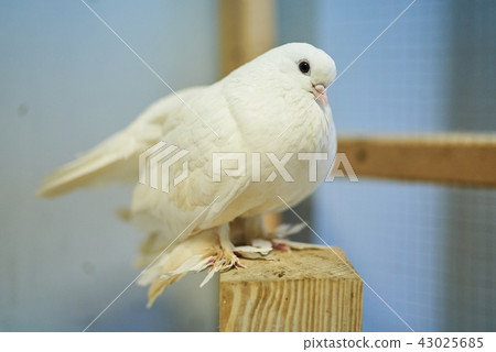 Cute beautiful pigeons in the petting zoo.  43025685