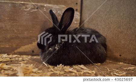 Cute beautiful rabbit in the petting zoo.  43025697