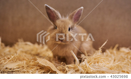Cute beautiful rabbit in the petting zoo.  43025698